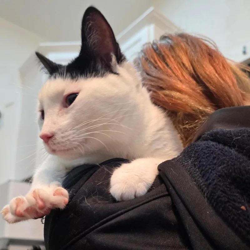 Dragonfly thumbnail 3