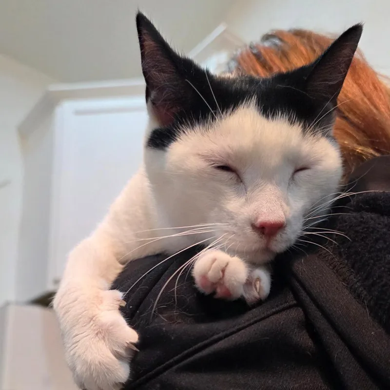 Dragonfly thumbnail 4