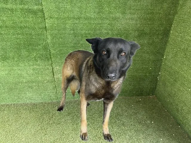 A young extra large-sized male Belgian Shepherd / Malinois dog named Ghost for adoption in Lancaster, CA