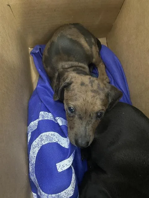 A baby medium-sized female Mixed Breed dog named Kisses for adoption in Dallas, TX