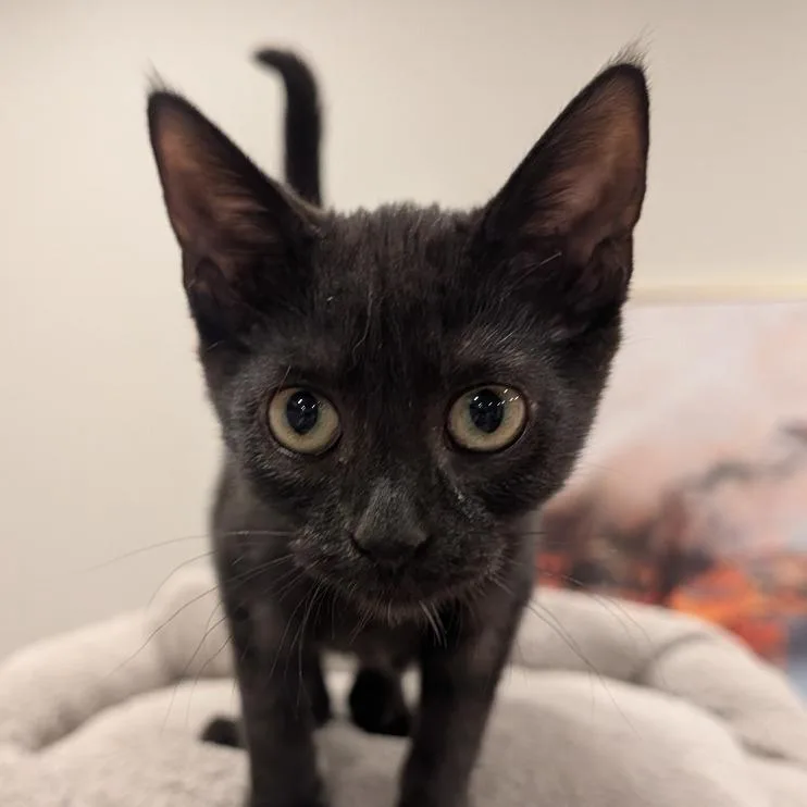 A baby small-sized female Domestic Short Hair cat named Skittles for adoption in Cumming, GA