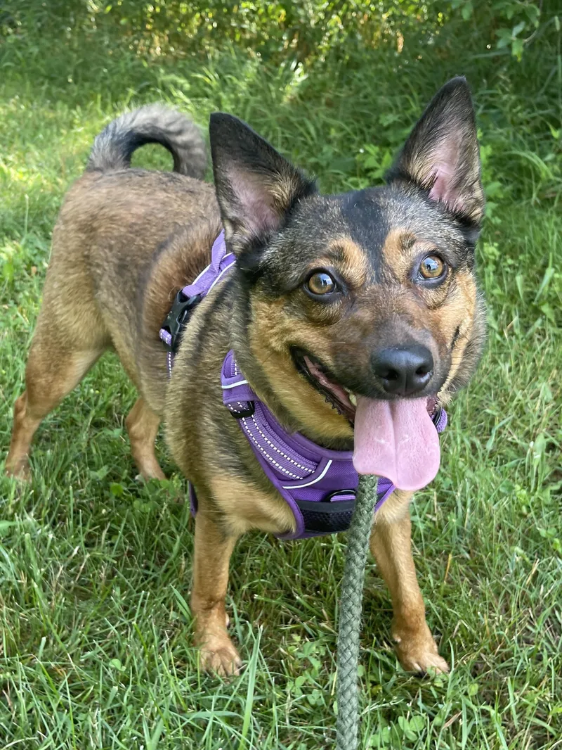 An adult medium-sized female Black Australian Cattle Dog / Blue Heeler dog named Luna for adoption in Allegan, MI