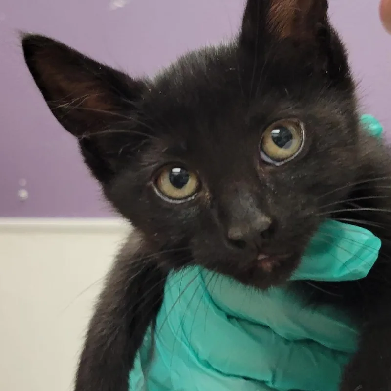 A baby small-sized male Black Domestic Short Hair cat named Nubbins for adoption in Albuquerque, NM