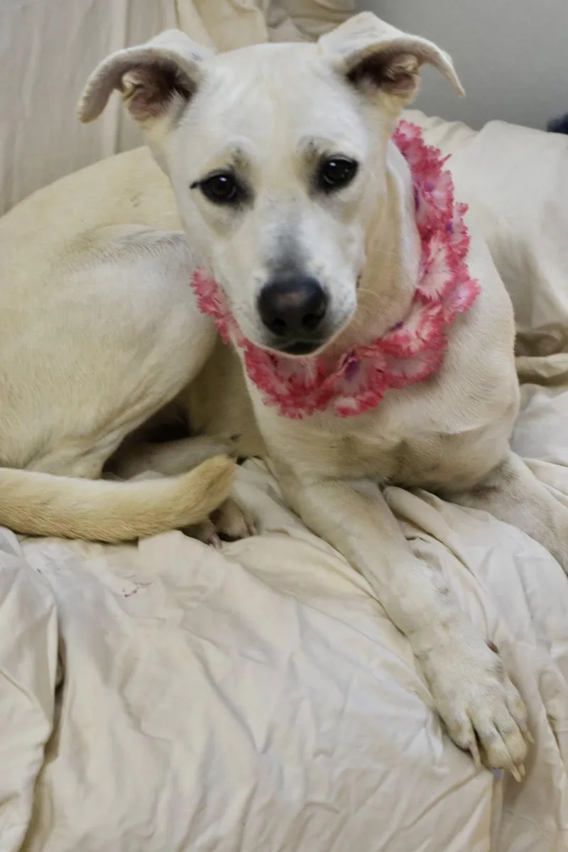 A young medium-sized female White / Cream Shepherd dog named Phoebe for adoption in Bowling Green, OH