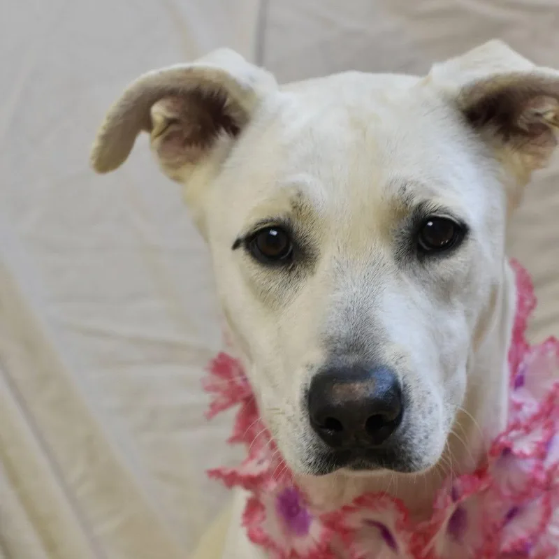 Phoebe thumbnail 2
