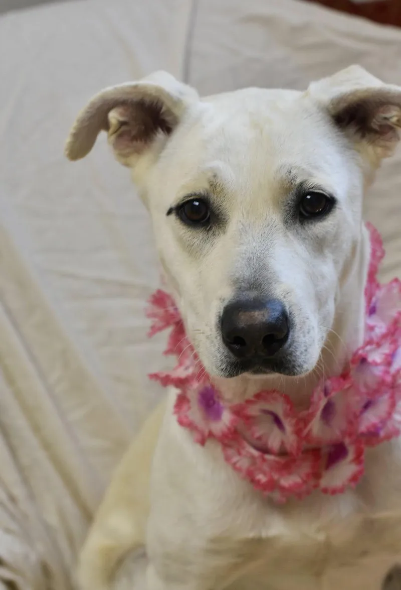 Phoebe thumbnail 4