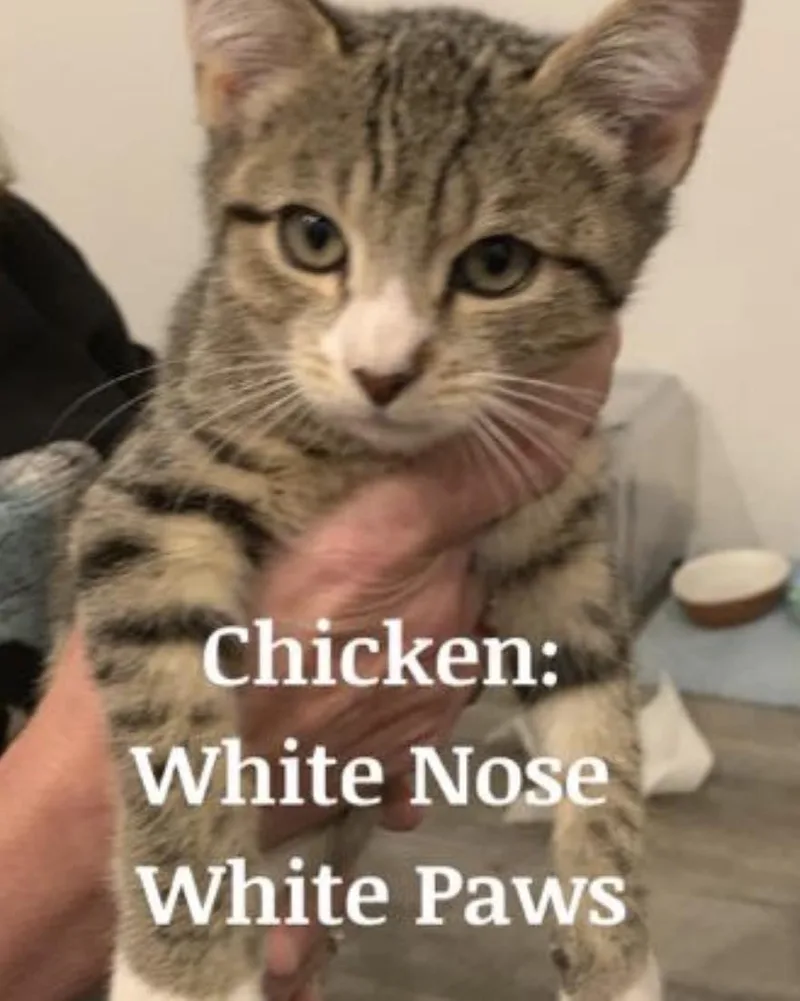 A young medium-sized male Domestic Short Hair cat named Chicken for adoption in Spring Lake, NJ