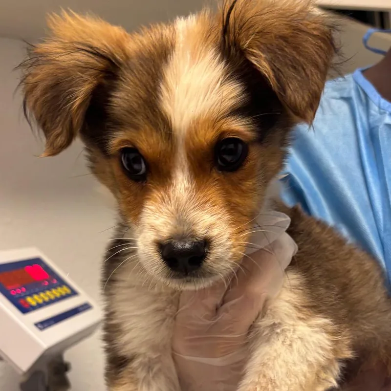 A baby medium-sized male Brown / Chocolate Mixed Breed dog named Door to Door Salesman for adoption in Taos, NM
