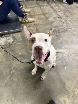 A young medium-sized male White / Cream Mixed Breed dog named Winston for adoption in Georgetown, SC