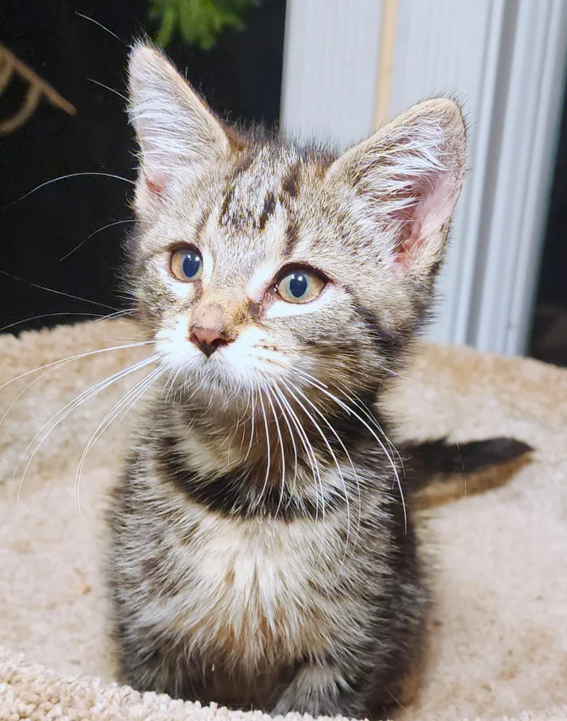 A baby medium-sized female White Bengal cat named Guinevere Bengal Queen for adoption in Danbury, CT