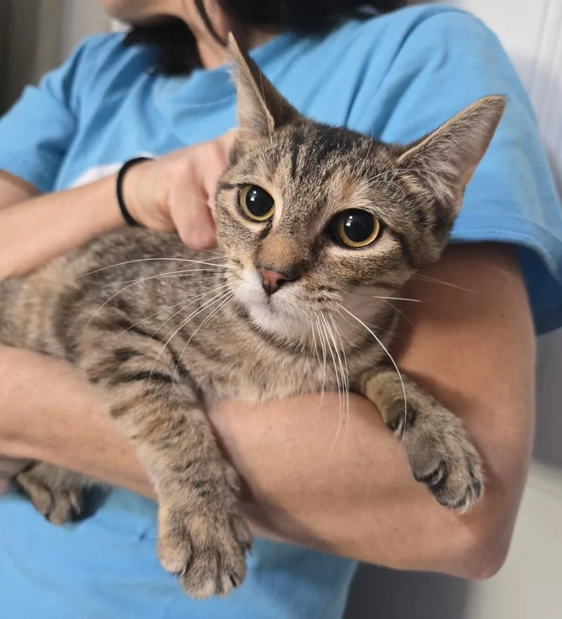 A young medium-sized female Domestic Short Hair cat named Nutmeg for adoption in Dickson, TN