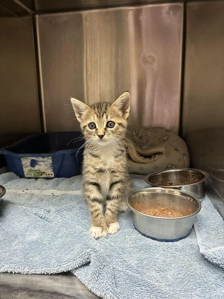 A baby small-sized female Domestic Short Hair cat named Cinder for adoption in Marietta, GA