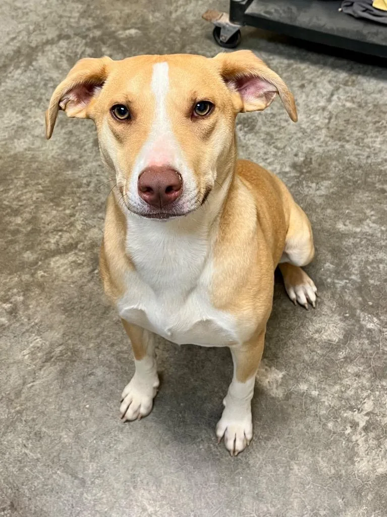 A baby large-sized male Beagle dog named Luca for adoption in Clinton, SC