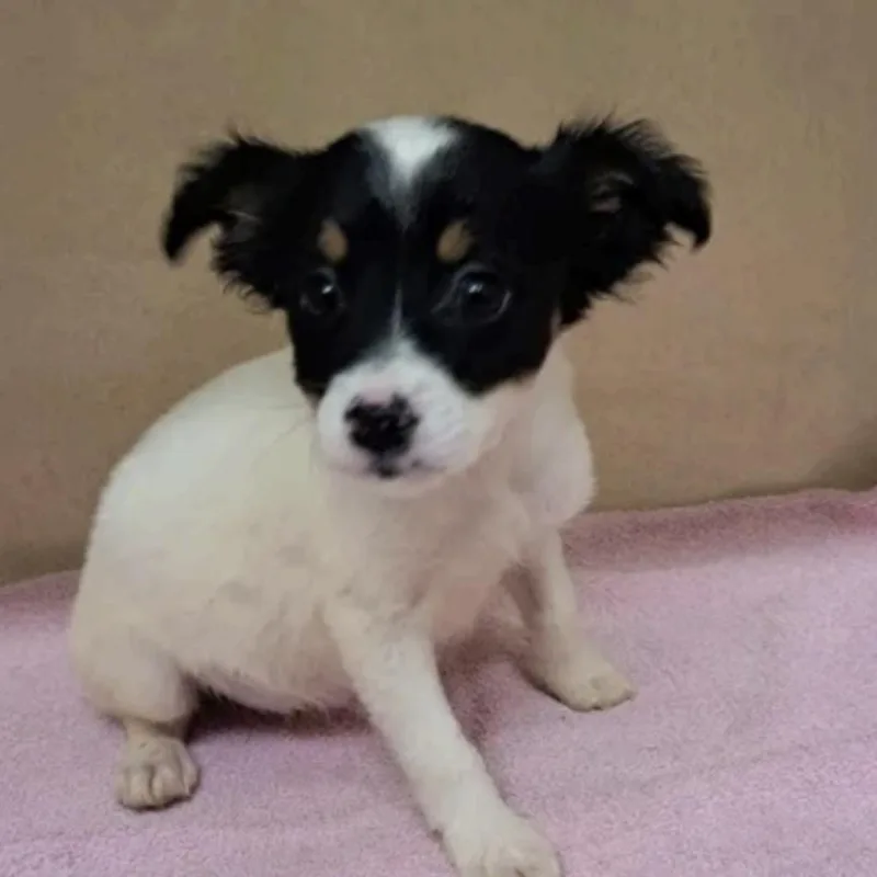 A baby medium-sized female Tricolor (Brown, Black, & White) Australian Shepherd dog named Robin for adoption in Cedarburg, WI