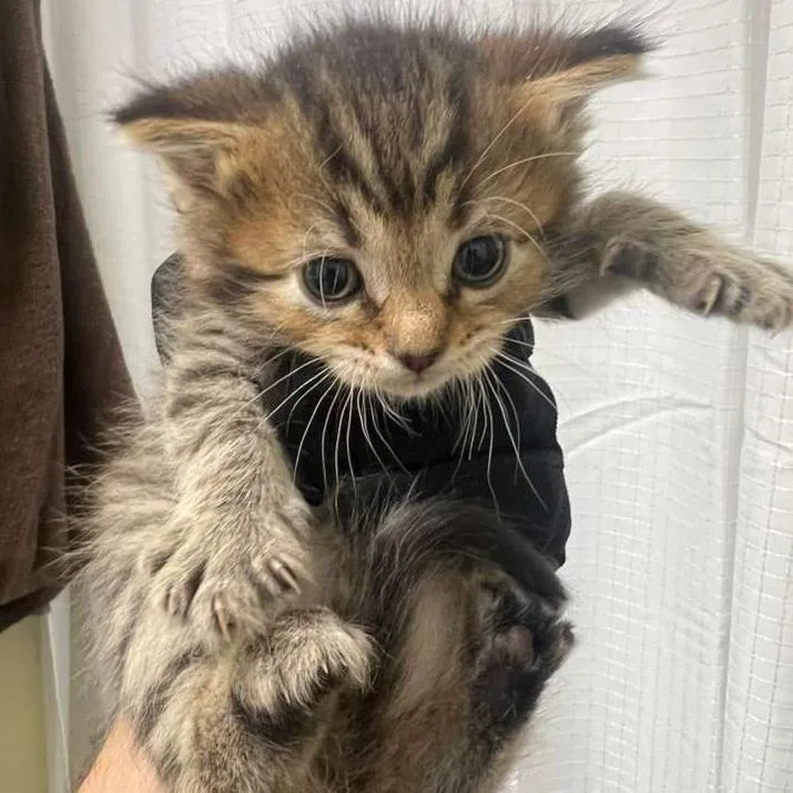 A baby small-sized female Brown / Chocolate Domestic Short Hair cat named Peach for adoption in Winchester, VA