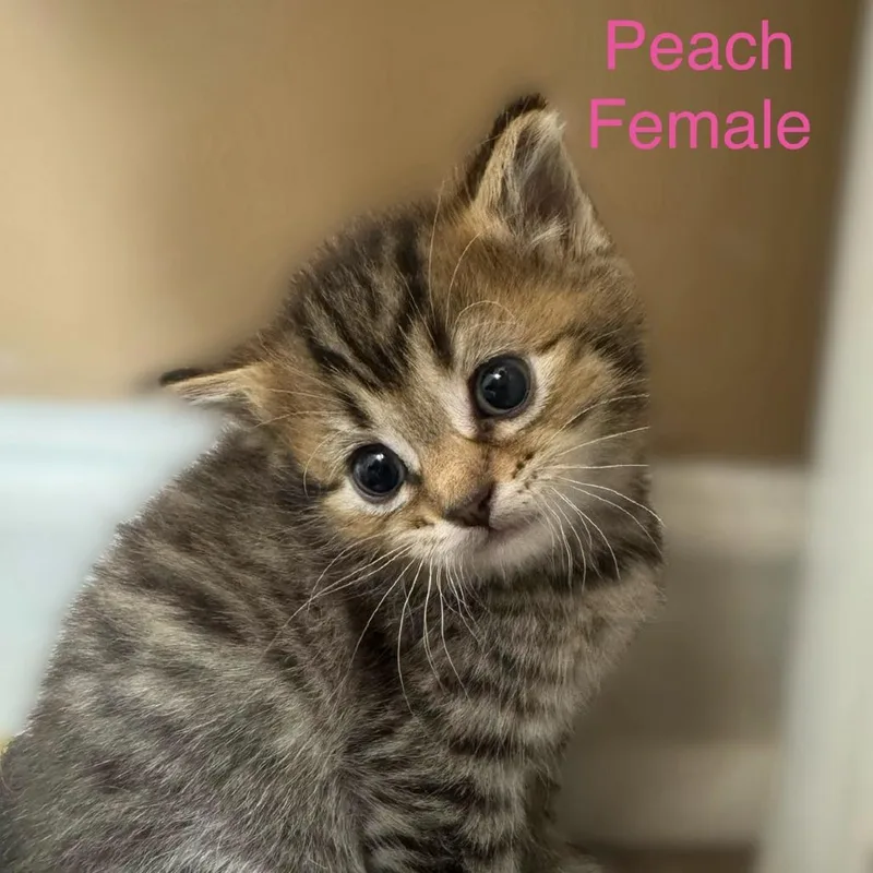 Peach thumbnail 2