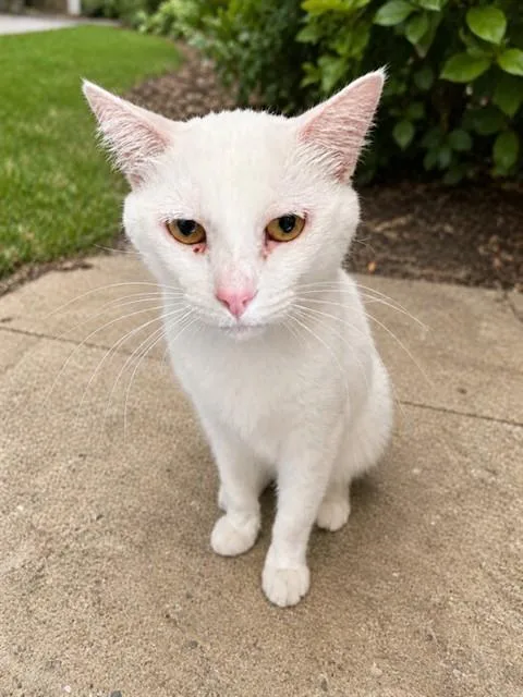 An adult medium-sized female Domestic Short Hair cat named Marie for adoption in Lancaster, CA