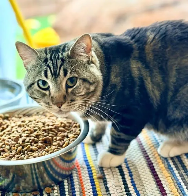 An adult large-sized male Domestic Short Hair cat named Iq for adoption in Saint George, UT