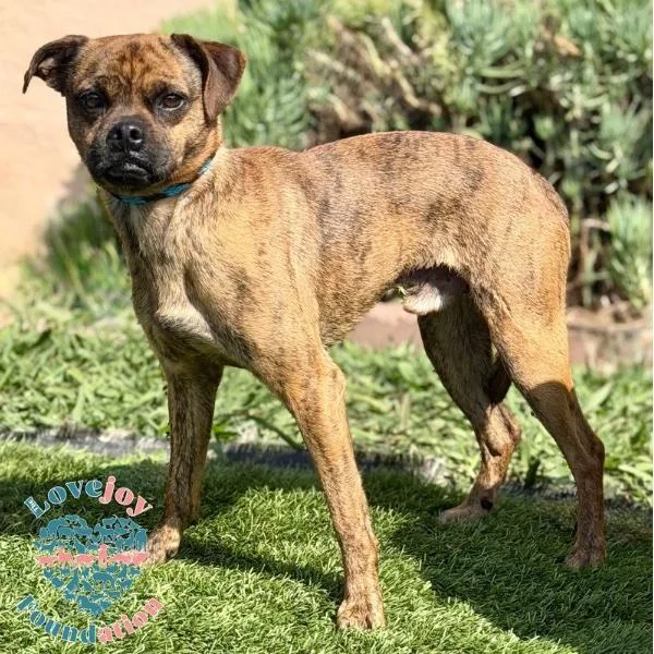 A young small-sized male Brindle Puggle dog named Brownie Coh for adoption in Inglewood, CA