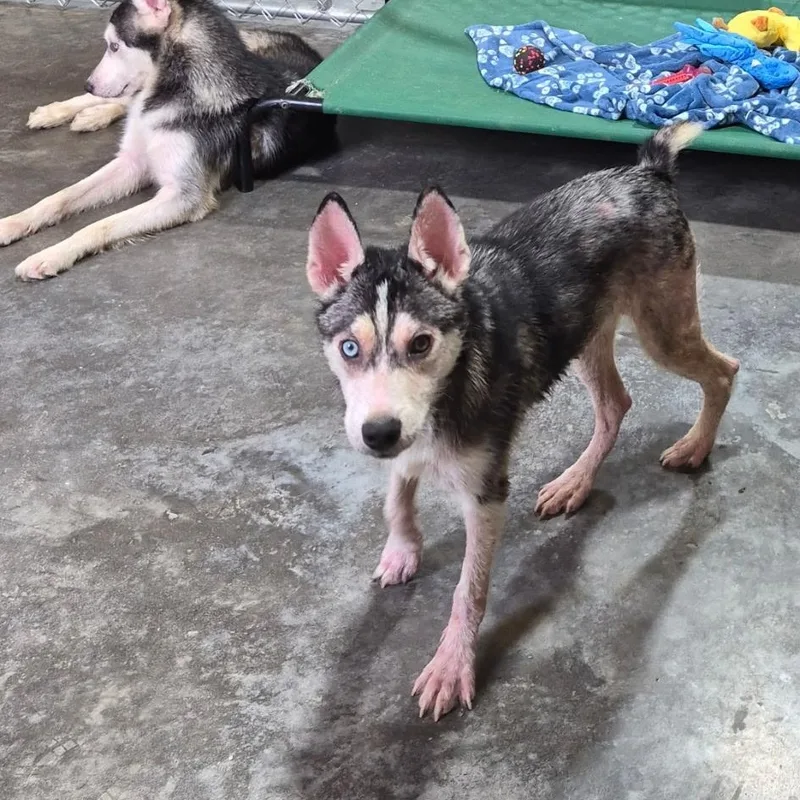 A young medium-sized male Husky dog named Sampson for adoption in Livingston, TX