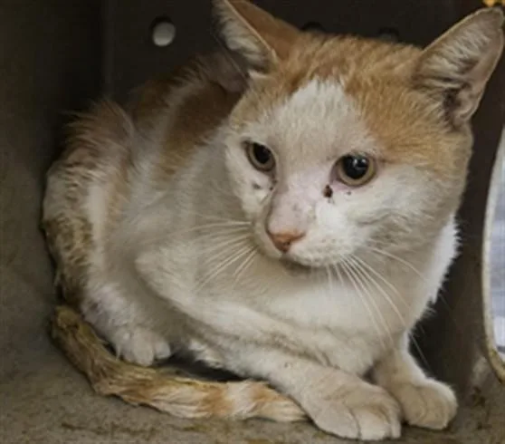 An adult medium-sized male Domestic Short Hair cat named Roswell for adoption in Castaic, CA