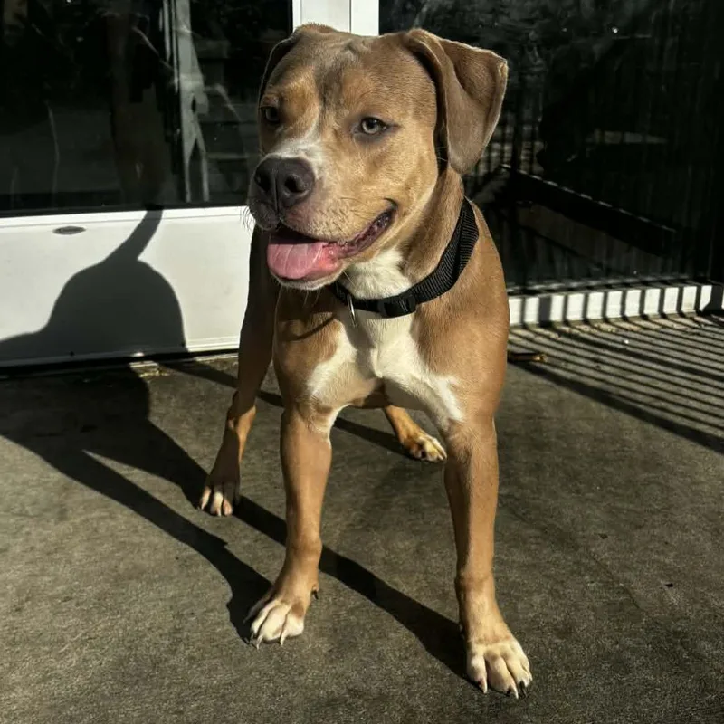 A young small-sized female Apricot / Beige Pit Bull Terrier dog named Cindy  Home To for adoption in South Elgin, IL