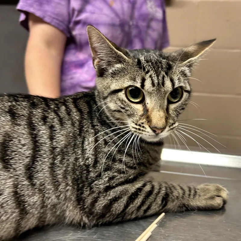 A young small-sized female Brown / Chocolate Domestic Short Hair cat named Marlene for adoption in Newport, NC