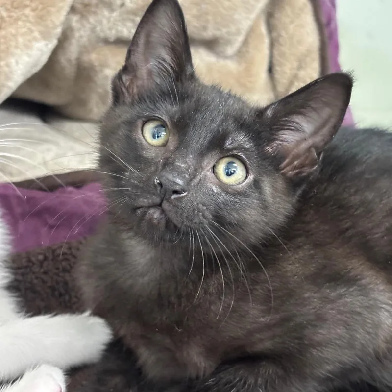 A baby small-sized male Black Domestic Short Hair cat named Black Magic for adoption in League City, TX