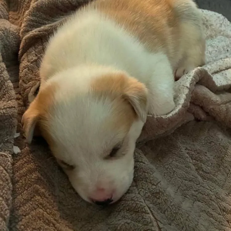 A baby small-sized male Cattle Dog dog named Arlo for adoption in Rogersville, MO