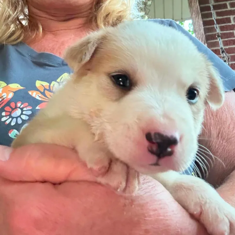 Arlo thumbnail 2