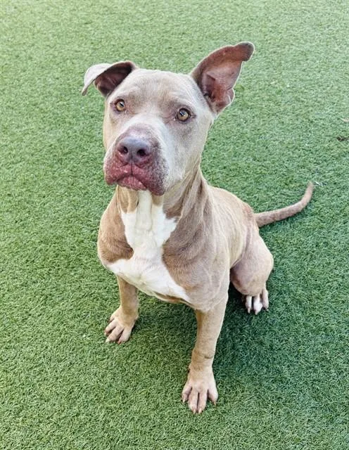An adult large-sized male Pit Bull Terrier dog named Zeus for adoption in Dallas, TX