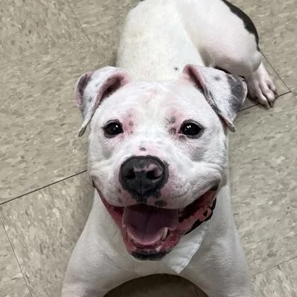 An adult medium-sized female White / Cream Mixed Breed dog named Roxanne for adoption in Hamilton, OH