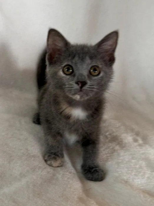 A baby medium-sized female Dilute Tortoiseshell cat named Sugar Baby for adoption in Nashville, TN
