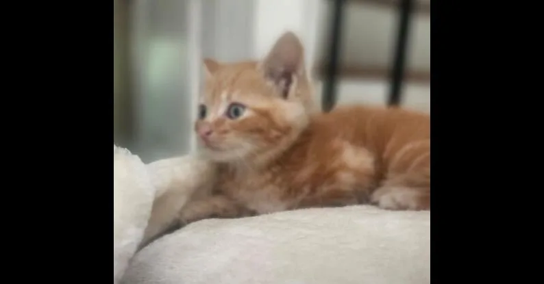 A baby small-sized male Domestic Short Hair cat named Cheerio for adoption in Henrico, VA