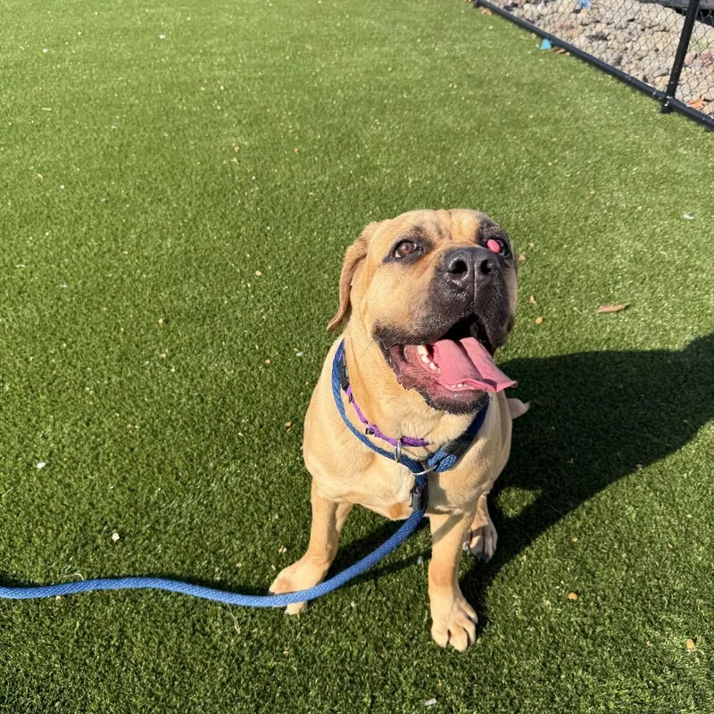 An adult extra large-sized female Yellow / Tan / Blond / Fawn Mastiff dog named Joplin for adoption in Sinking Spring, PA