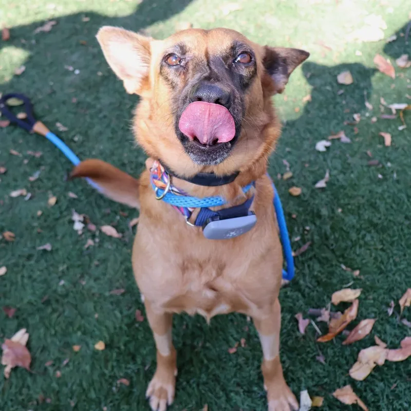 An adult medium-sized female Brown / Chocolate Mixed Breed dog named Faye for adoption in Saint Charles, MO