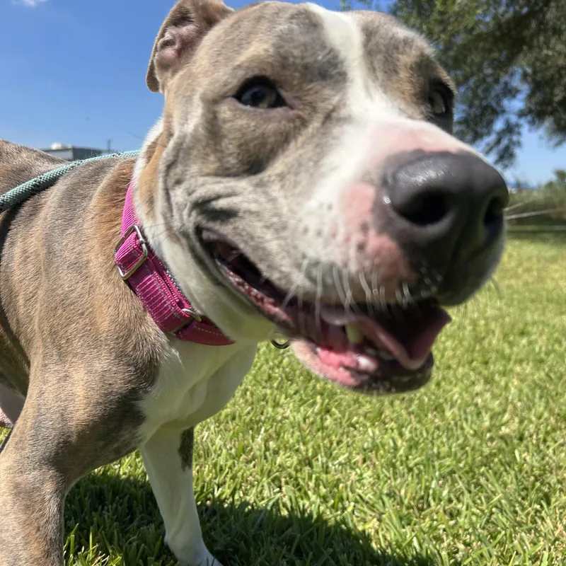 An adult medium-sized female Pit Bull Terrier dog named Momma for adoption in Pearland, TX