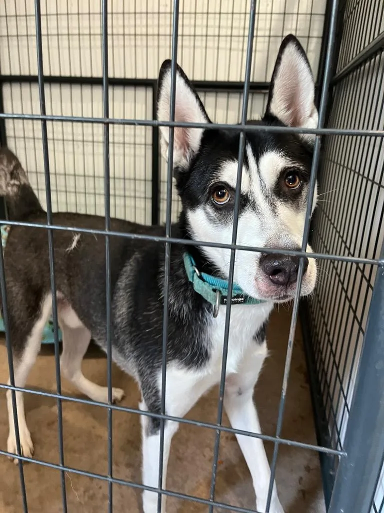 Hemi Husky
