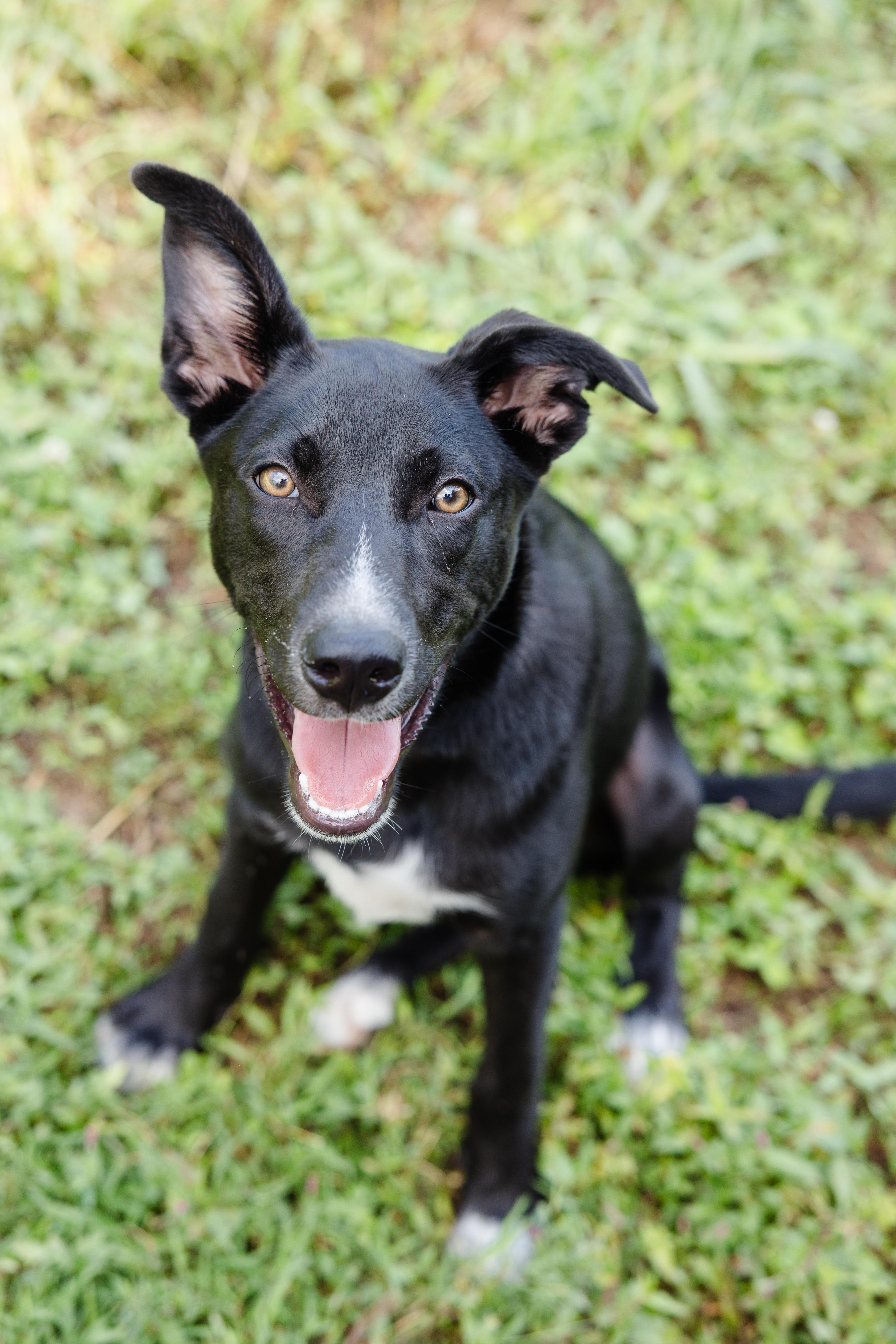 A young medium-sized male Terrier dog named Chia for adoption in Newburgh, IN