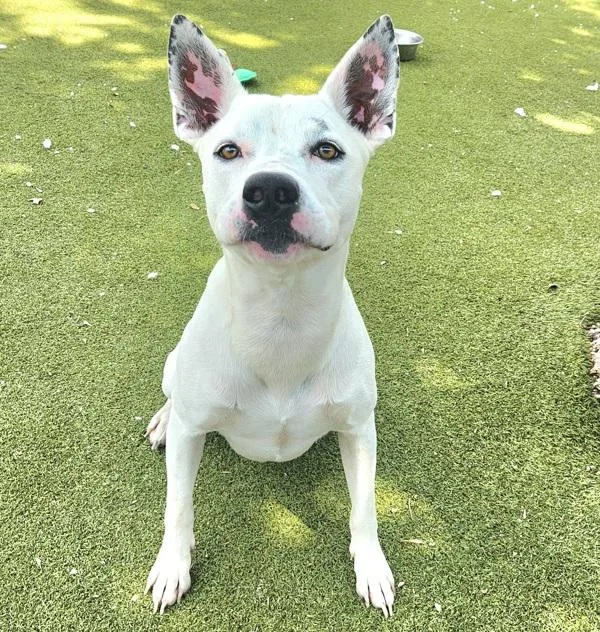 An adult large-sized male Pit Bull Terrier dog named George for adoption in Austin, TX