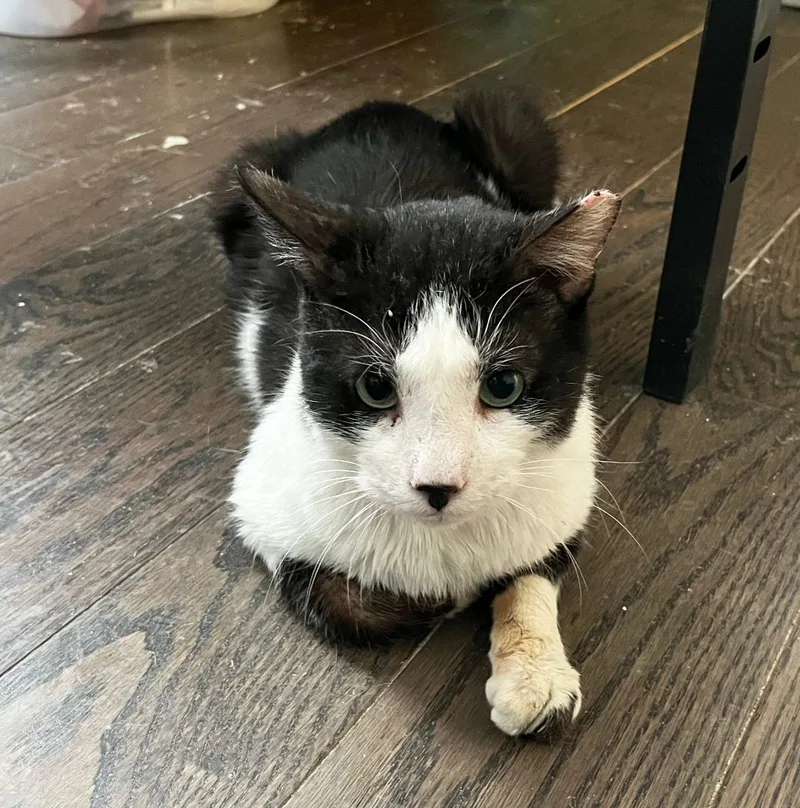 Moose Edgewood thumbnail 2