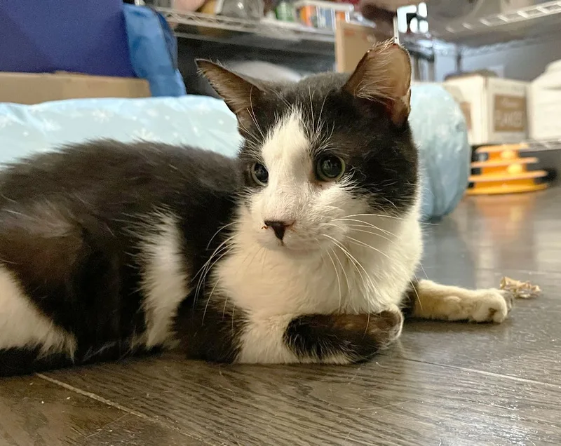 Moose Edgewood thumbnail 3