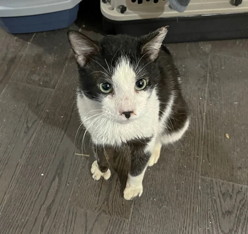 Moose Edgewood thumbnail 4