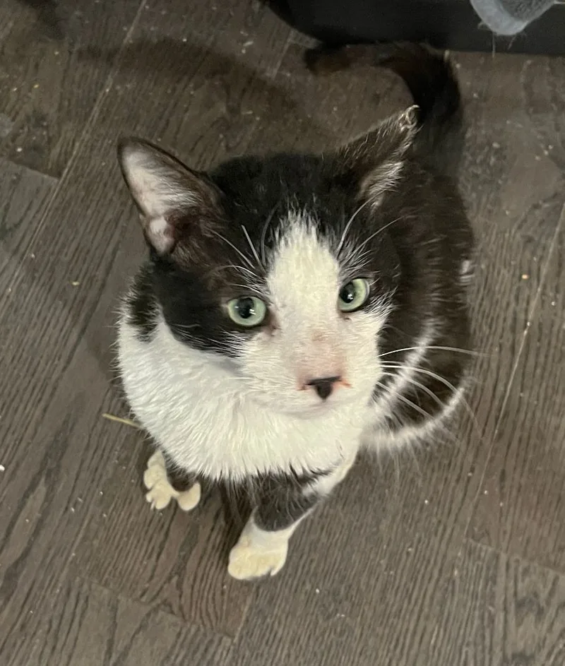 Moose Edgewood thumbnail 5