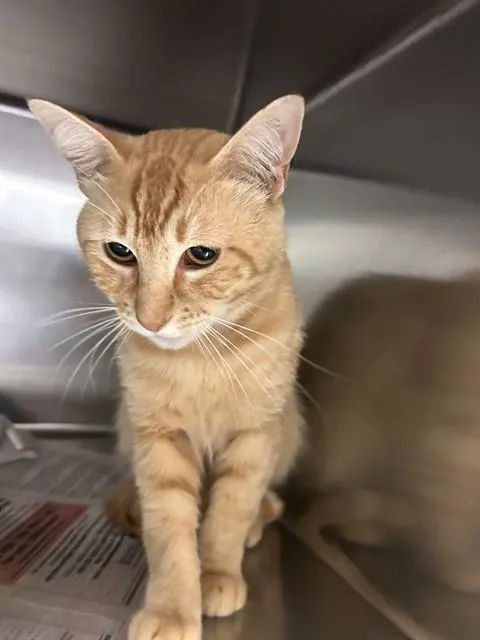 A young large-sized male Domestic Short Hair cat named Nacho for adoption in Martinez, CA