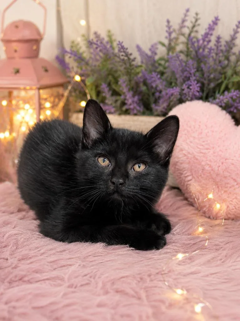 A baby small-sized female Domestic Short Hair cat named Bellatrix for adoption in East Ridge, TN