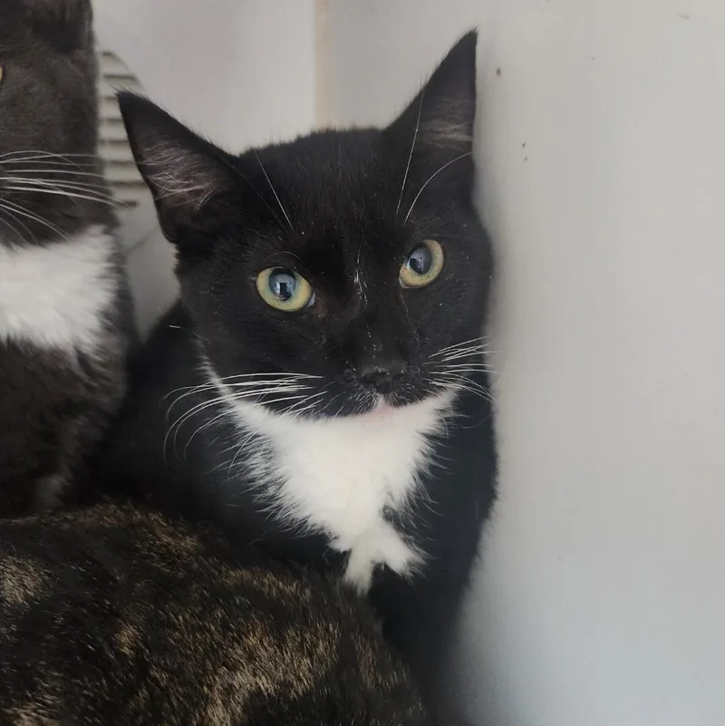 A baby small-sized female Domestic Short Hair cat named Clover for adoption in Walnutport, PA