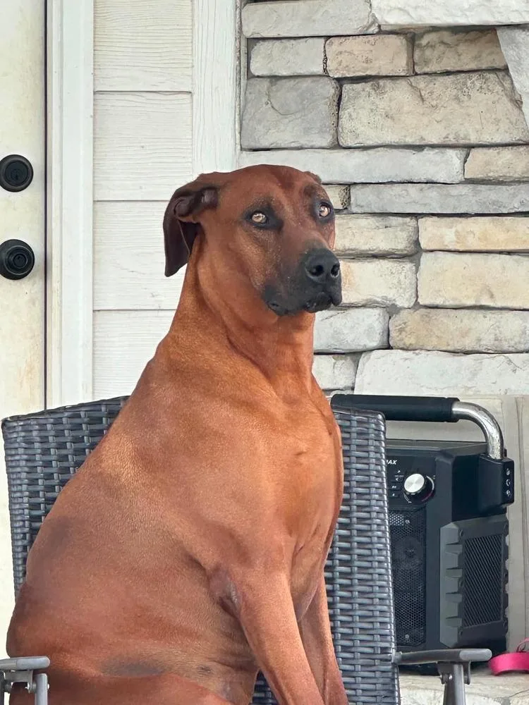 An adult large-sized female Tricolor (Brown, Black, & White) Rhodesian Ridgeback dog named Maple for adoption in WARNER ROBINS, GA