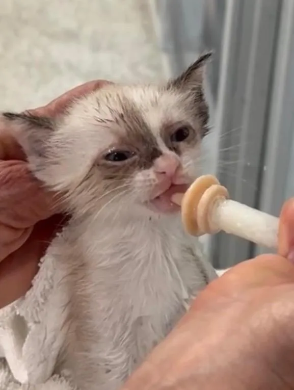 A baby small-sized female Snowshoe cat named Geneva for adoption in Brookhaven, MS