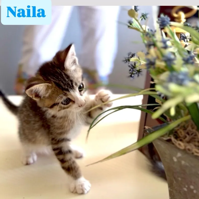 A baby medium-sized male Domestic Short Hair cat named Naila for adoption in Crown Point, IN